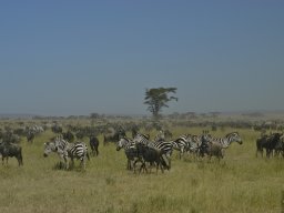 Seronera_and_Lobo2003-023